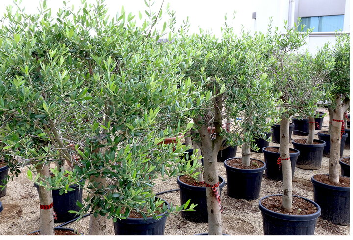 楽天市場 オリーブ アルベキーナ オリーブ ギフト観葉植物 オリーブの木 シンボルツリー ギフト 鉢植え 誕生日 開店 引越 祝い 引越祝い 新築祝い インテリア 大きいサイズ スペイン産 送料無料 リーベン ヨーロッパの暮らし