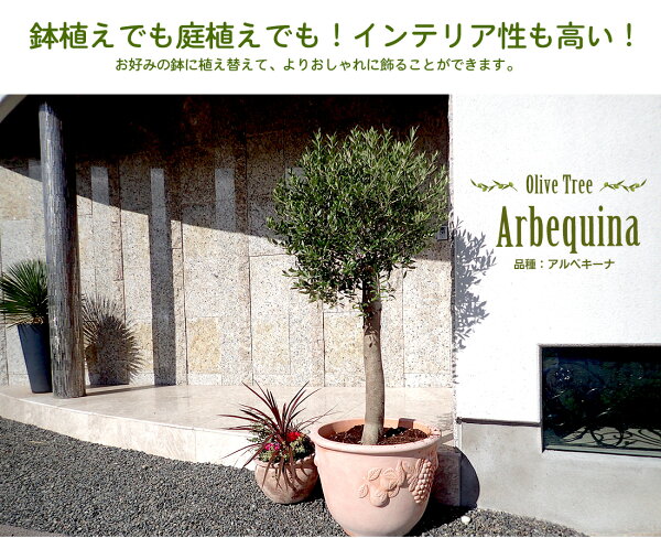 楽天市場 オリーブ アルベキーナ オリーブ ギフト観葉植物 オリーブの木 シンボルツリー ギフト 鉢植え 誕生日 開店 引越 祝い 引越祝い 新築祝い インテリア 大きいサイズ スペイン産 送料無料 リーベン ヨーロッパの暮らし