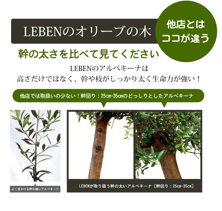 オリーブ ギフト観葉植物 オリーブの木 祝い 鉢植え ギフト インテリア シンボルツリー スペイン産 引越祝い 大きいサイズ 誕生日 開店 引越 新築祝い