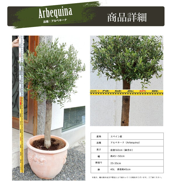 楽天市場 オリーブ アルベキーナ オリーブ ギフト観葉植物 オリーブの木 シンボルツリー ギフト 鉢植え 誕生日 開店 引越 祝い 引越祝い 新築祝い インテリア 大きいサイズ スペイン産 送料無料 リーベン ヨーロッパの暮らし 楽天市場 オリーブ アルベキーナ オリーブ ギフト観葉植物 オリーブの木 シンボルツリー ギフト 鉢植え 誕生日 開店 引越 祝い 引越祝い 新築祝い インテリア 大きいサイズ スペイン産 送料無料 リーベン ヨーロッパの暮らし
