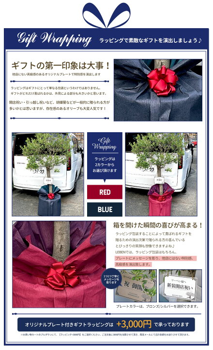 オリーブ ギフト観葉植物 オリーブの木 祝い 鉢植え ギフト インテリア シンボルツリー スペイン産 引越祝い 大きいサイズ 誕生日 開店 引越 新築祝い