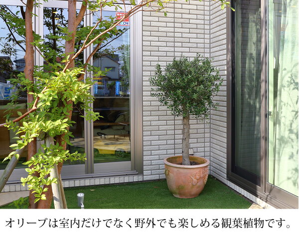 楽天市場 オリーブ アルベキーナ オリーブ ギフト観葉植物 オリーブの木 シンボルツリー ギフト 鉢植え 誕生日 開店 引越 祝い 引越祝い 新築祝い インテリア 大きいサイズ スペイン産 送料無料 リーベン ヨーロッパの暮らし