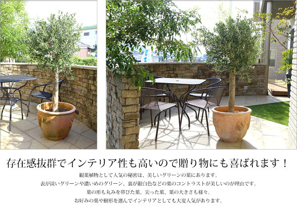 楽天市場 オリーブ アルベキーナ オリーブ ギフト観葉植物 オリーブの木 シンボルツリー ギフト 鉢植え 誕生日 開店 引越 祝い 引越祝い 新築祝い インテリア 大きいサイズ スペイン産 送料無料 リーベン ヨーロッパの暮らし
