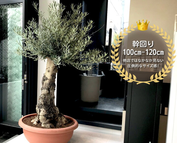 楽天市場】【オリーブ オヒブランカ】オリーブ ギフト観葉植物 