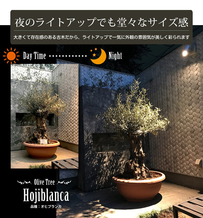 楽天市場 オリーブ オヒブランカ オリーブ ギフト観葉植物 オリーブの木 シンボルツリー ギフト 鉢植え 誕生日 開店 引越 祝い 引越祝い 新築祝い インテリア 大きいサイズ スペイン産 リーベン ヨーロッパの暮らし 楽天市場 オリーブ オヒブランカ オリーブ ギフト観葉植物 オリーブの木 シンボルツリー ギフト 鉢植え 誕生日 開店 引越 祝い 引越祝い 新築祝い インテリア 大きいサイズ スペイン産 リーベン ヨーロッパの暮らし