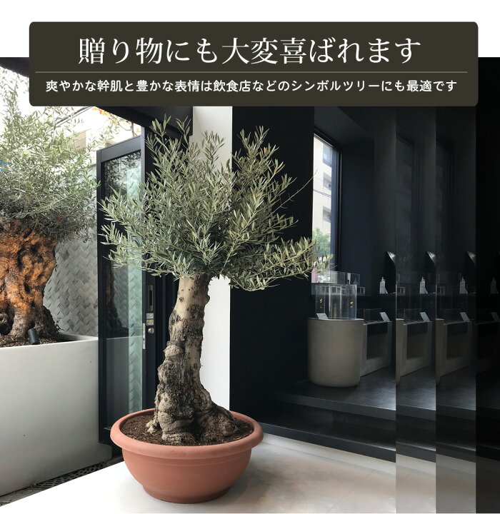 楽天市場】【オリーブ オヒブランカ】オリーブ ギフト観葉植物 