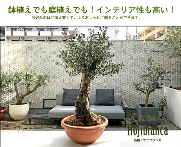 楽天市場 オリーブ オヒブランカ オリーブ ギフト観葉植物 オリーブの木 シンボルツリー ギフト 鉢植え 誕生日 開店 引越 祝い 引越祝い 新築祝い インテリア 大きいサイズ スペイン産 リーベン ヨーロッパの暮らし