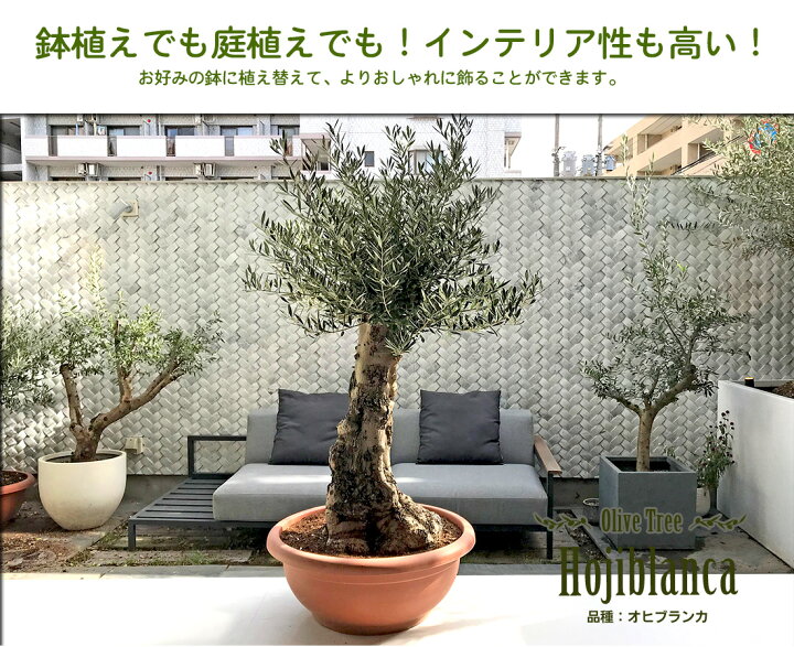 楽天市場 オリーブ オヒブランカ オリーブ ギフト観葉植物 オリーブの木 シンボルツリー ギフト 鉢植え 誕生日 開店 引越 祝い 引越祝い 新築祝い インテリア 大きいサイズ スペイン産 リーベン ヨーロッパの暮らし