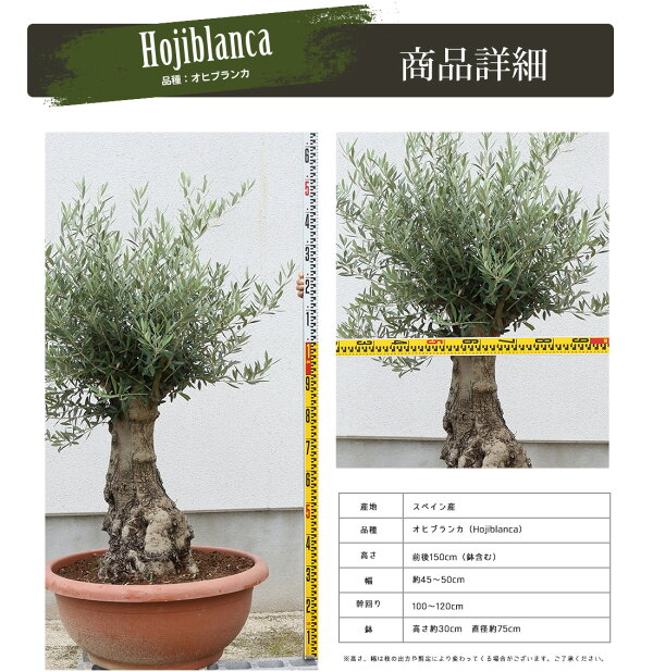 楽天市場 オリーブ オヒブランカ オリーブ ギフト観葉植物 オリーブの木 シンボルツリー ギフト 鉢植え 誕生日 開店 引越 祝い 引越祝い 新築祝い インテリア 大きいサイズ スペイン産 リーベン ヨーロッパの暮らし