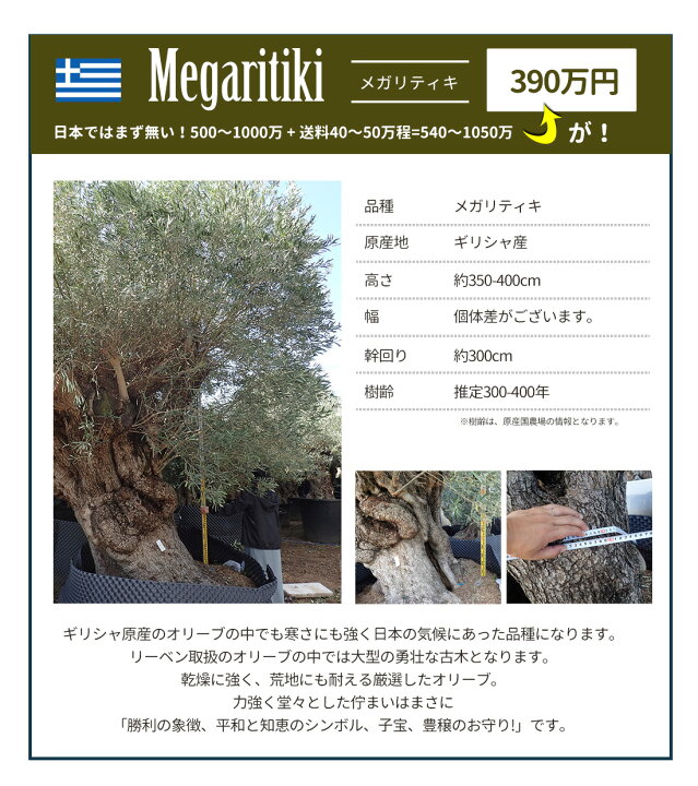 楽天市場 オリーブ園拡大移転のため格安で オリーブの木 古木 オリーブ 古木ならではの圧巻の樹形 観葉植物 オリーブの木 シンボルツリー ギフト 鉢植え 大きいサイズ アルベキーナ オヒブランカ レチン メガリティキ スペイン産 ギリシャ産 リーベン ヨーロッパの