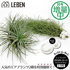 楽天市場 エアープランツ リーベン ヨーロッパの暮らし