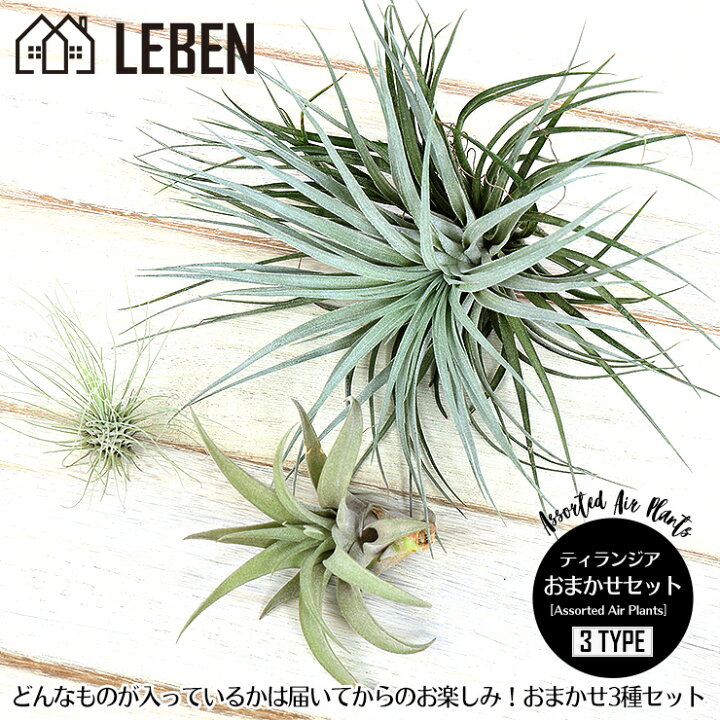 楽天市場 エアプランツ セット おまかせ 3種セット エアープランツ エアプランツ 観葉植物 ティランジア チランジア 壁掛け 吊り下げ インテリア 誕生日 ギフト 丈夫 人気 育てやすい リーベン ヨーロッパの暮らし