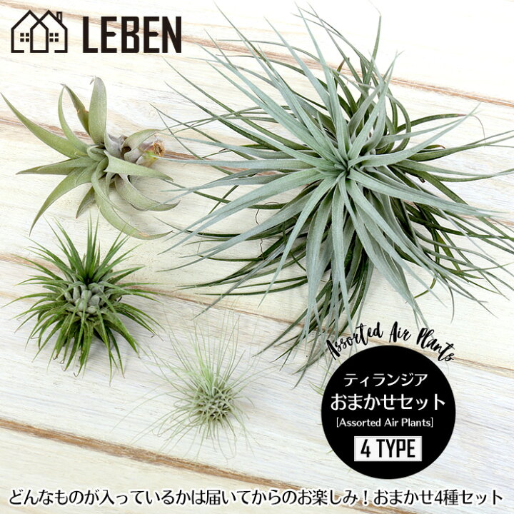 楽天市場】エアプランツ セット おまかせ [4種セット] エアープランツ  