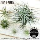エアプランツ セット おまかせ [5種セット] エアープランツ エアプランツ 観葉植物 ティランジア チランジア 壁掛け 吊り下げ インテリア 誕生日 ギフト 丈夫 人気 育てやすい[ap]