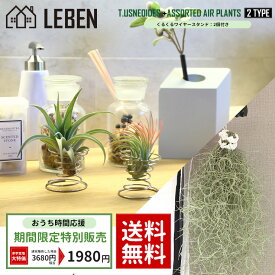 楽天市場 エアプランツ 販売の通販 楽天市場 エアプランツ 販売の通販