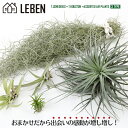 【10%OFFクーポン！お買い物マラソン】★エアプランツ ウスネオイデス+ヒューストン + おまかせ3種 [全5種セット] エアープランツ エアプランツ 観葉植物 ティランジア チランジア 吊り下げ ギフト 人気　ハンキング　スパニッシュモス コットンキャンディ[ap]