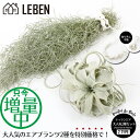 【予約】★エアプランツ ウスネオイデス+キセログラフィカ[XS/S/L] [大人気2種セット] エアープランツ エアプランツ 観葉植物 ティランジア チランジア 壁掛け 吊り下げ ギフト 人気 育てやすい ハンキング スパニッシュモス 希少種[ap]