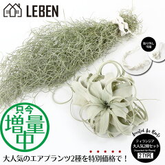 楽天市場 エアープランツ リーベン ヨーロッパの暮らし
