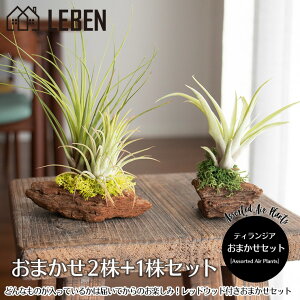 エアプランツ 観葉植物の人気商品 通販 価格比較 価格 Com