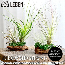 楽天市場 エアープランツ リーベン ヨーロッパの暮らし 楽天市場 エアープランツ リーベン ヨーロッパの暮らし