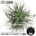 【10%OFFクーポン！お買い物マラソン】★予約★エアプランツ チランジア コットンキャンディ ヒューストン [XLサイズ] エアープランツ 観葉植物 ティランジア チランジア 壁掛け 吊り下げ インテリア 誕生日 ギフト 丈夫 人気 育てやすい ハンキング 希少[ap]