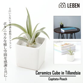 楽天市場 チランジア カピタータ ピーチの通販