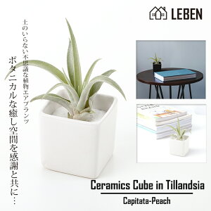エアプランツ プレゼントの人気商品 通販 価格比較 価格 Com