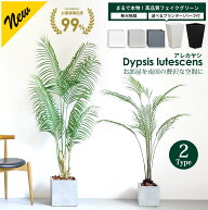 【5%OFFクーポン！楽天スーパーSALE】アレカヤシ 120cm 180cm 選べる2サイズ【 鉢 & バークチップ 付き】…