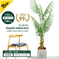 アレカヤシ 120cm 180cm 選べる2サイズ【ファイバークレイ製 プランター & バークチップ 付き】 無光触媒…