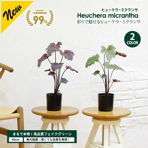 y15%OFFN[|IyVX[p[SALEzq[PE~NT 40cm G}H tFCNO[ ^ ϗtA tFCN A  CeA lHϗtA G} CTG} [pl]