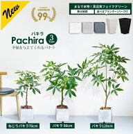 【一部予約】パキラ 70cm 90cm 120cm 【プランター & バークチップ 付き】 ねじり ねじれ 【無光触媒加工…