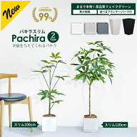 【一部予約】パキラ スリムタイプ 120cm 【ファイバークレイ製 プランター & バークチップ 付き】【無光…