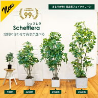 シェフレラ 40cm 120cm 140cm 160cm 選べる4サイズ【ファイバークレイ製 プランター & バークチップ 付き…