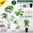 【20%OFF！楽天スーパーSALE】フィカス・ウンベラータ 70cm 160cm 180cm 選べる3サイズ【鉢 & バークチップ 付き】 無…