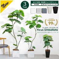【5%OFFクーポン！楽天スーパーSALE】フィカス・ウンベラータ 70cm 160cm 180cm 選べる3サイズ【鉢 & バ…