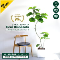 フィカス・ウンベラータ 70cm 160cm 180cm 選べる3サイズ【ファイバークレイ製 プランター & バークチッ…