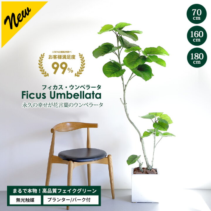 楽天市場】【14日20時から開始4時間☆20%OFF】フィカス・ウンベラータ 