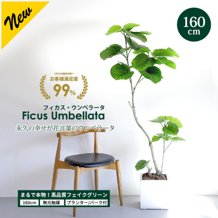 fg_umbellata_s160.jpg?fitin= 