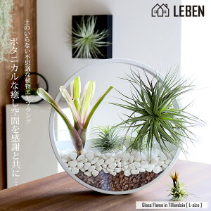 y10%OFFN[|I_tf[z[Mtg v[g A] Glass Flame in Tillandsia [ LTCY ] Ǌ| KX 񂹐A GA[vc GAvc ϗtA ̓  a 