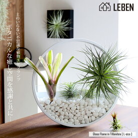 【10%OFFクーポン！5と0のつく日】[名入れギフト プレゼント 植物] Glass Flame in Tillandsia [ Lサイズ ] 壁掛け ガラス鉢 寄せ植え エアープランツ エアプランツ 観葉植物 母の日 母 お誕生日 プレゼント高級 おしゃれ お祝い 還暦祝い 古希 喜寿 米寿 長寿[ap]