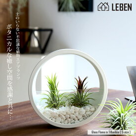 【10%OFFクーポン！5と0のつく日】[名入れ ギフト プレゼント 植物] Glass Flame in Tillandsia [ Sサイズ ] 壁掛け ガラス鉢 寄せ植え エアープランツ エアプランツ 観葉植物 母の日　母 お誕生日 プレゼント高級 おしゃれ お祝い 還暦祝い 古希 喜寿 米寿 長寿[ap]