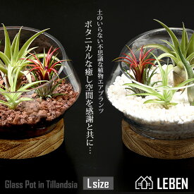 【10%OFFクーポン！5と0のつく日】[名入れギフト プレゼント 植物] 木製台座付き　Glass Pot in Tillandsia [ Lサイズ ] ガラス鉢 寄せ植え エアープランツ エアプランツ 観葉植物 母の日 母 お誕生日 プレゼント高級 おしゃれ お祝い 敬老の日[ap]