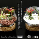 【10%OFFクーポン！お買い物マラソン】●[名入れギフト プレゼント 植物] 木製台座付き　Glass Pot in Tillandsia [ Sサイズ ] ガラス鉢 寄せ植え エアープランツ エアプランツ 観葉植物 母の日 母 お誕生日 プレゼント高級 おしゃれ お祝い 敬老の日[ap]