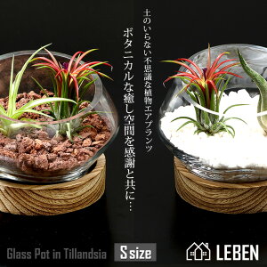 \[Mtg v[g A] ؐt@Glass Pot in Tillandsia [ STCY ] KX 񂹐A GA[vc GAvc ϗtA ̓  a v[g 