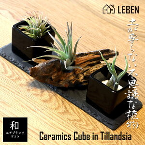 エアプランツ 観葉植物の人気商品 通販 価格比較 価格 Com