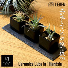 楽天市場 エアープランツ リーベン ヨーロッパの暮らし