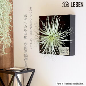 観葉植物 エアプランツ 寄せ植えの人気商品 通販 価格比較 価格 Com