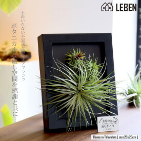 楽天市場 エアープランツ リーベン ヨーロッパの暮らし