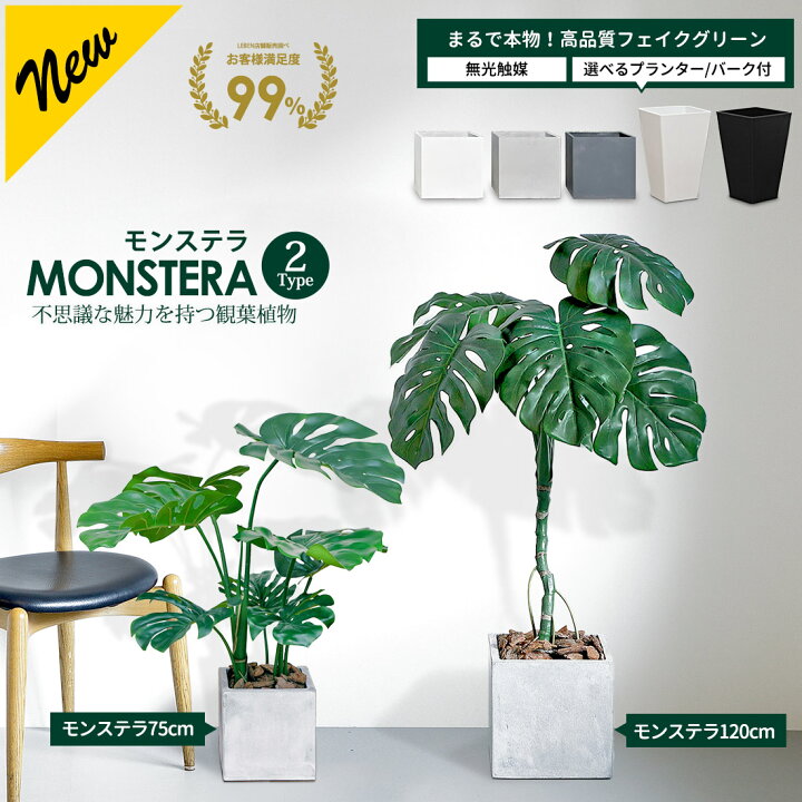 楽天市場】【10%OFFクーポン！お買い物マラソン】モンステラ 75cm 