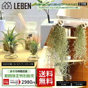 【予約】大特価【お買い物マラソン】★期間限定販売　エアプランツ セット 欲張りセット [ウスネオイデス ショート+ウスネオイデスロング+エアプランツ2種] エアープランツ エアプランツ 観葉植物 ティランジア チランジア 壁掛け 吊り下げ インテリア ギフト[ap]